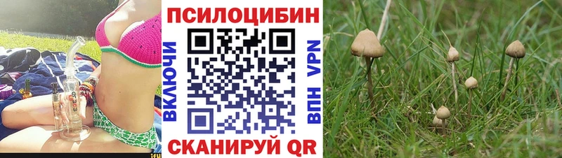 Купить закладки  Верхний Тагил  Псилоцибиновые грибы GOLDEN TEACHER 